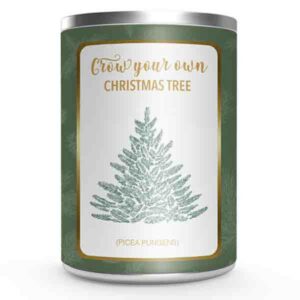 Kweek Je Eigen Kerstboom ( Picea Pungens ) In Blik