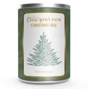 Kweek Je Eigen Kerstboom ( Picea Pungens ) In Blik